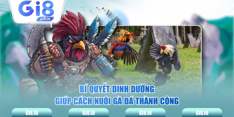 Bí quyết dinh dưỡng giúp cách nuôi gà đá thành công