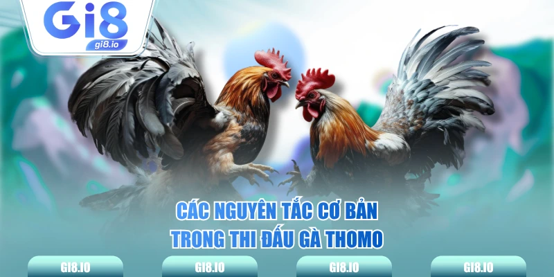 Các nguyên tắc cơ bản trong thi đấu gà Thomo