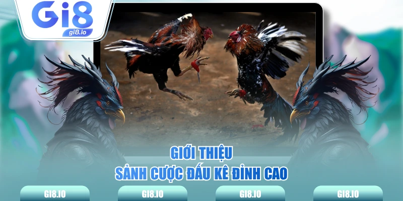 Giới thiệu sảnh cược đấu kê đỉnh cao