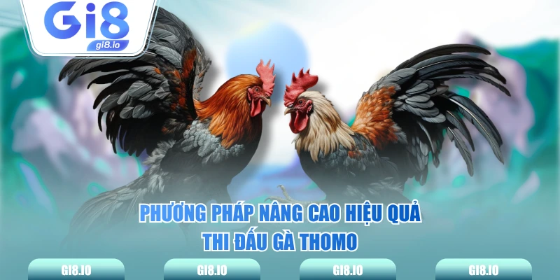Phương pháp nâng cao hiệu quả thi đấu gà Thomo